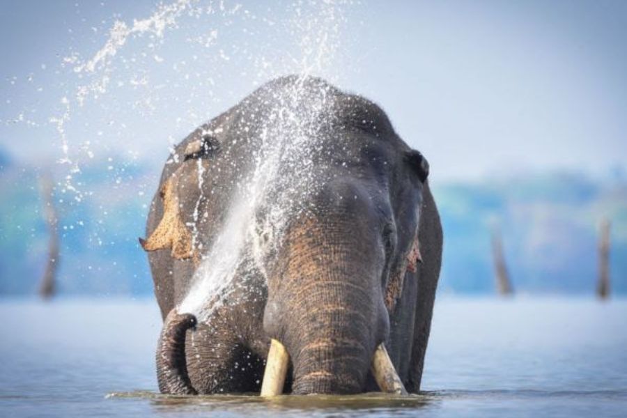 An elephant playing with water