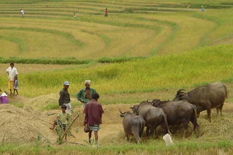 Paddy fields in Sri Lanka