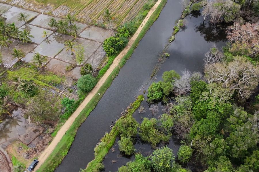 Paddy fields in Sri Lanka