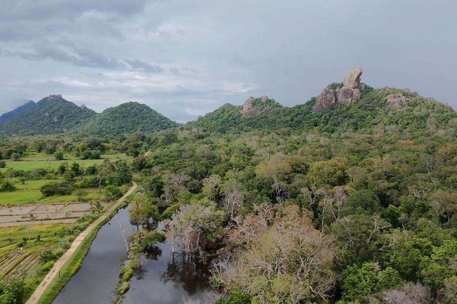 Paddy fields in Sri Lanka