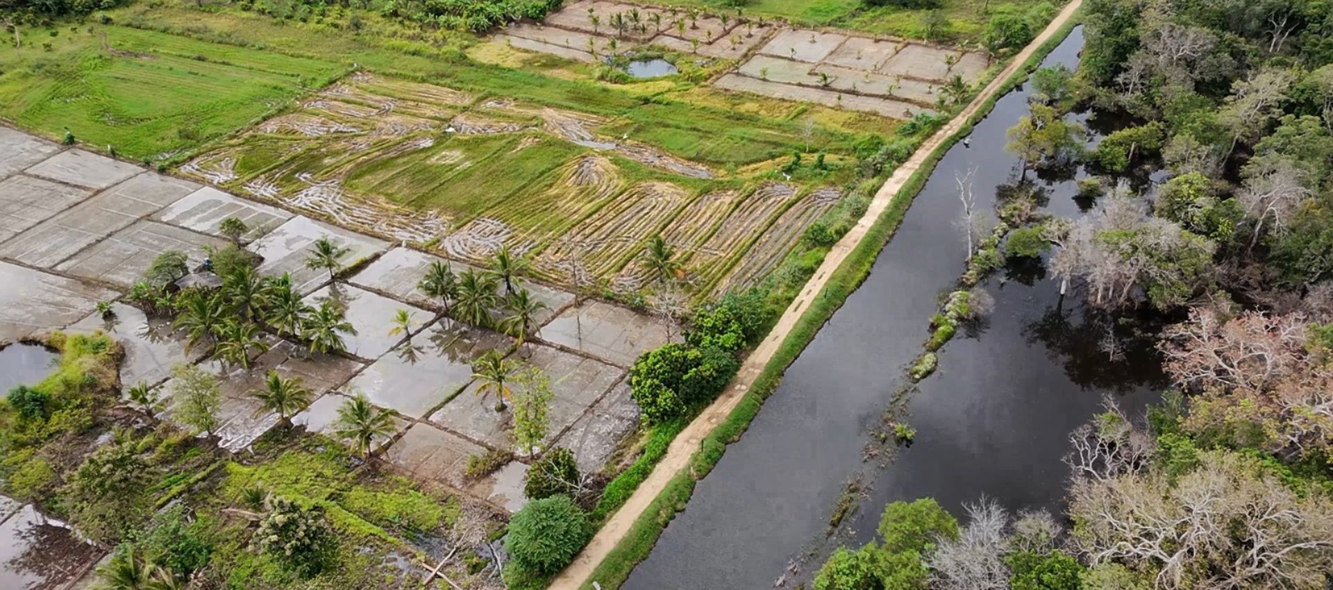 Paddy fields in Sri Lanka